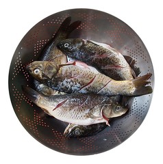 Fresh Fish in a Sieve