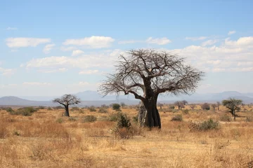Fototapeten Afrikanische Landschaft: dicker Baobab-Baum © dsukhov
