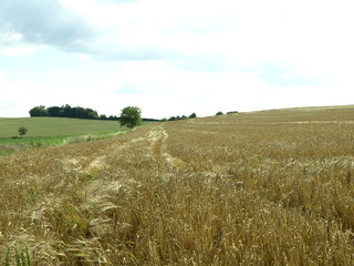 Fototapeta premium Feld