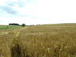 Obraz premium Feld