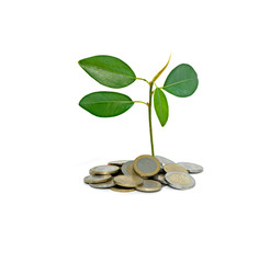 Tree growing from pile of coins