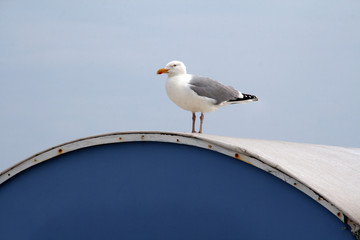 Möwe