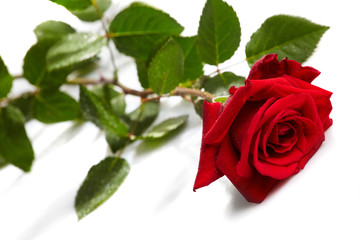 Beautiful red rose on a white background