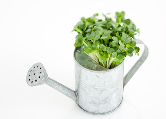 Watering pot with plant