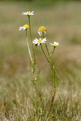 camomile in a grass