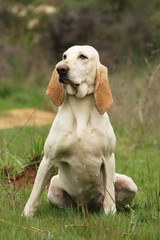 fière chienne porcelaine assise de face dans l'herbe