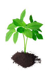 Young green plant on a white background