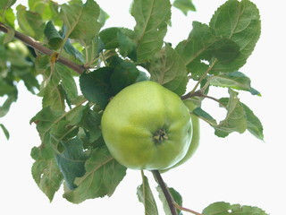 Apfel am Baum