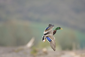 Obraz premium Canard colvert en vol