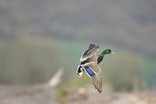Canard colvert en vol