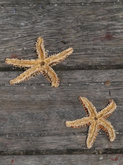 Dos estrellas de mar