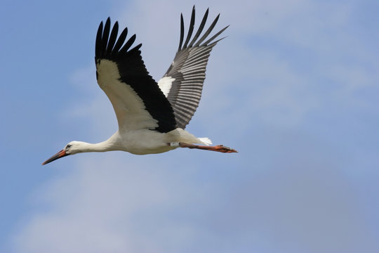 Cigogne blanche en vol