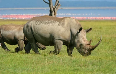 Fototapete Rund Rhinoceros in the wild © Anna Om