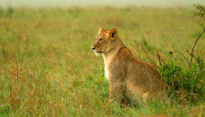 Lioness under rain in the wilderness