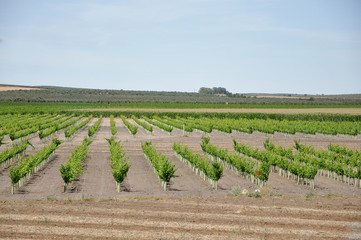 vi&ntilde;edos para vino