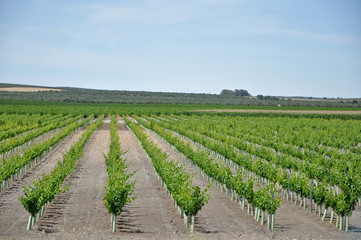 Fototapeta na wymiar campo de viñas
