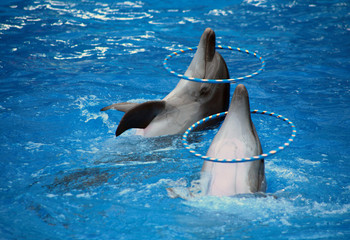 Two dolphins with hoops.