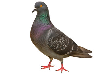 Pigeon