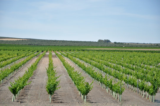 campo de viñas