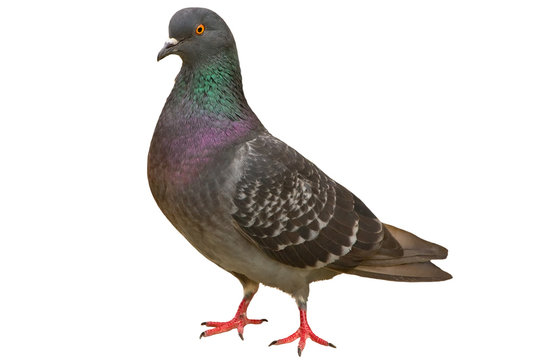 pigeon head front view