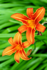 Zwei orangefarbene Lilien