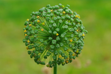 Blume mit Kugelförmigen Blüten