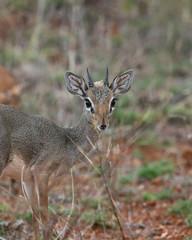 Kirk's Dik-dik
