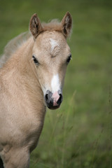 Obraz na płótnie Canvas Beautiful Fawn Colored Foal