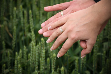 Wedding hands with rings in grein field