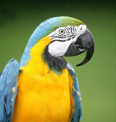 Beautiful Macaw