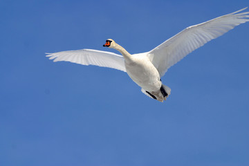 Fototapeta premium Mute Swan Flying