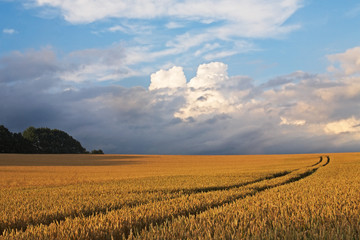 cornfield 23