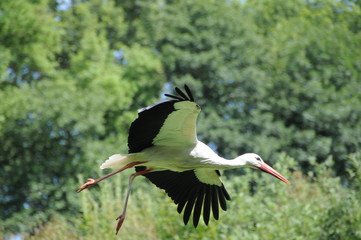 Storch im Flug