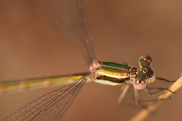 Dragonfly (Lestes Barbarus)