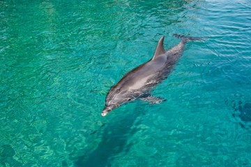 Fototapeta premium Bottlenose dolphin swims in the green sea
