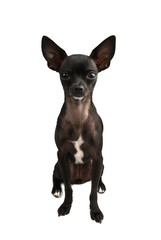 black chihuahua