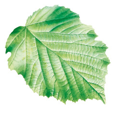 Haselnussblatt