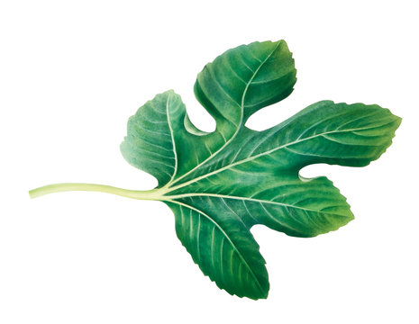 Feigenblatt