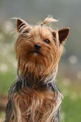 portrait d'un yorkshire terrier de face dans la nature