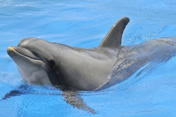 Naklejka premium Gros plan d'un grand dauphin dans l'eau bleue