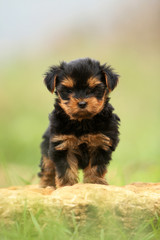 petit chiot yorkshire terrier debout immobile de face-pierre