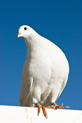 pigeon
