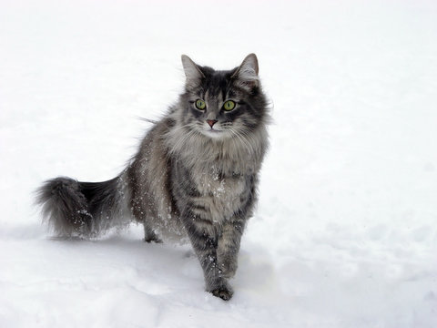 Chat des for&ecirc;ts norv&eacute;giennes