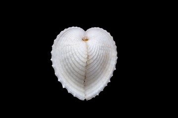 coeur de coquillage