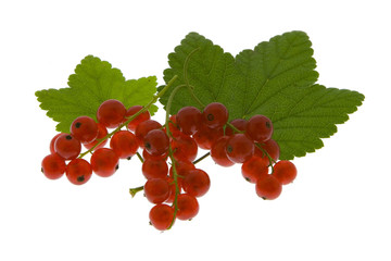 Johannisbeeren