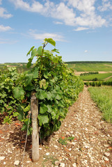 Fototapeta na wymiar Le vignoble Aubois à Gyé sur Seine