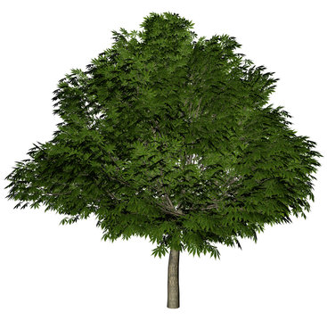 bigbaum