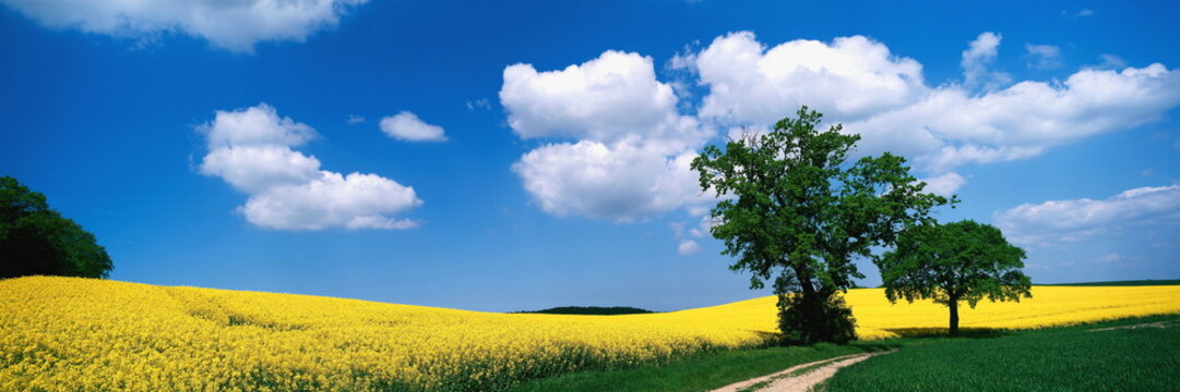 Weg, landschaft, Baum, Wolkenhimmel, Sommer, Deutschland