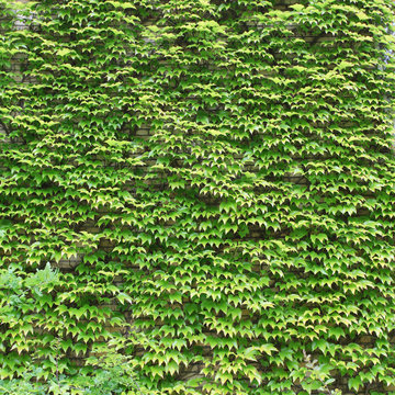 Wand voller Efeu - Wall of ivy