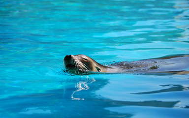 otarie nageant tête hors de l'eau